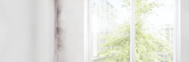 Trusted Ada, OK Mold Removal Experts